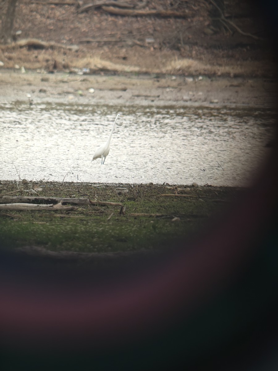 לבנית גדולה - ML653113842