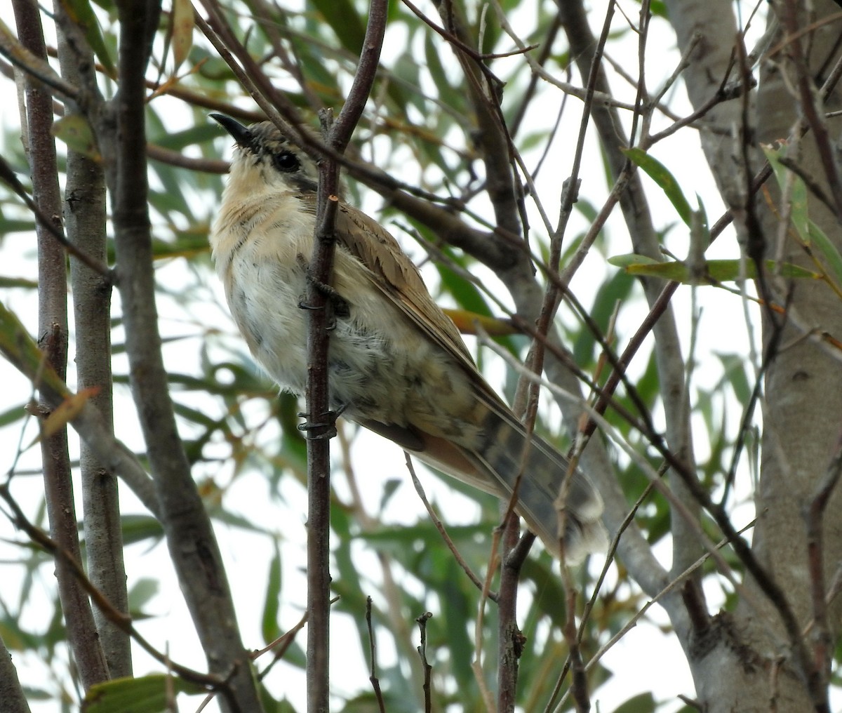 Black-eared Cuckoo - ML65311531