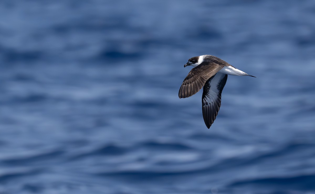 Pétrel diablotin - ML653117809