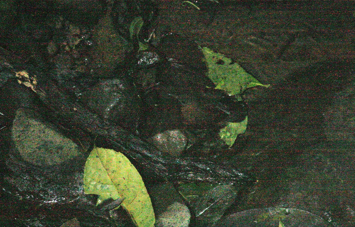 Middle American Leaftosser - ML653118001