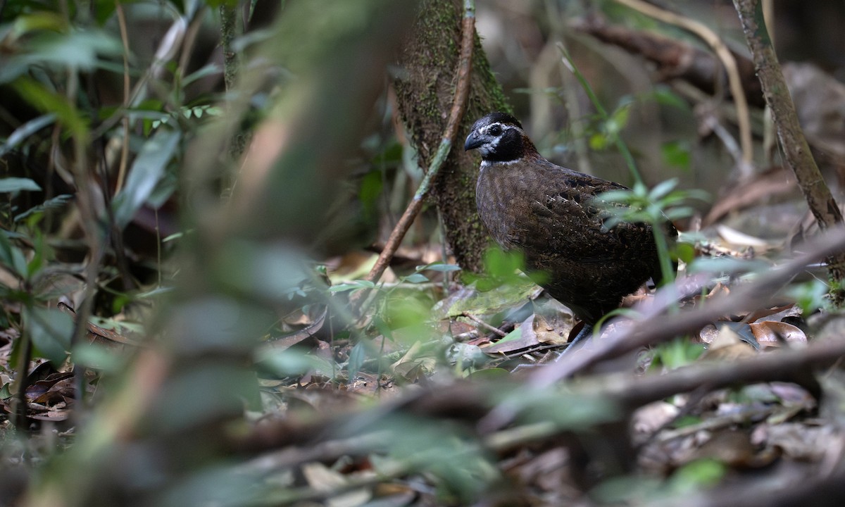 Tacarcuna Wood-Quail - ML653121314