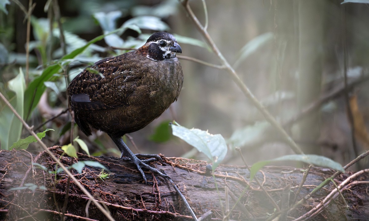 Tacarcuna Wood-Quail - ML653121349