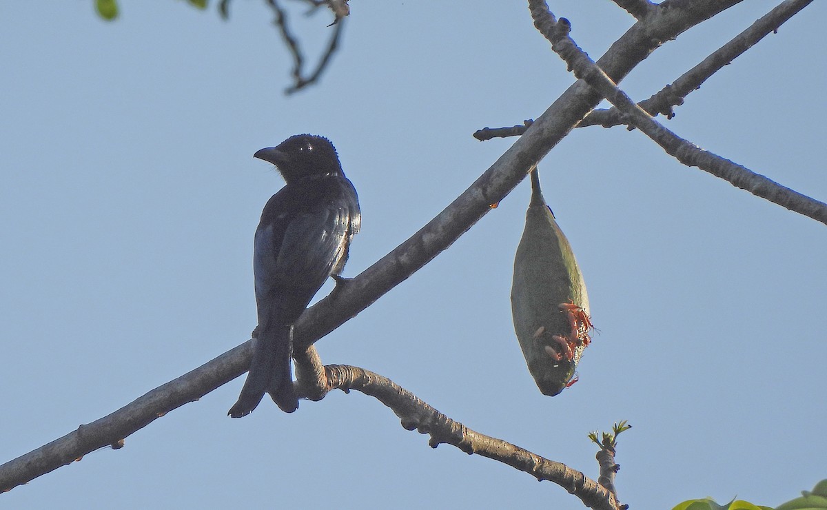 Palawan Drongo - ML653122206
