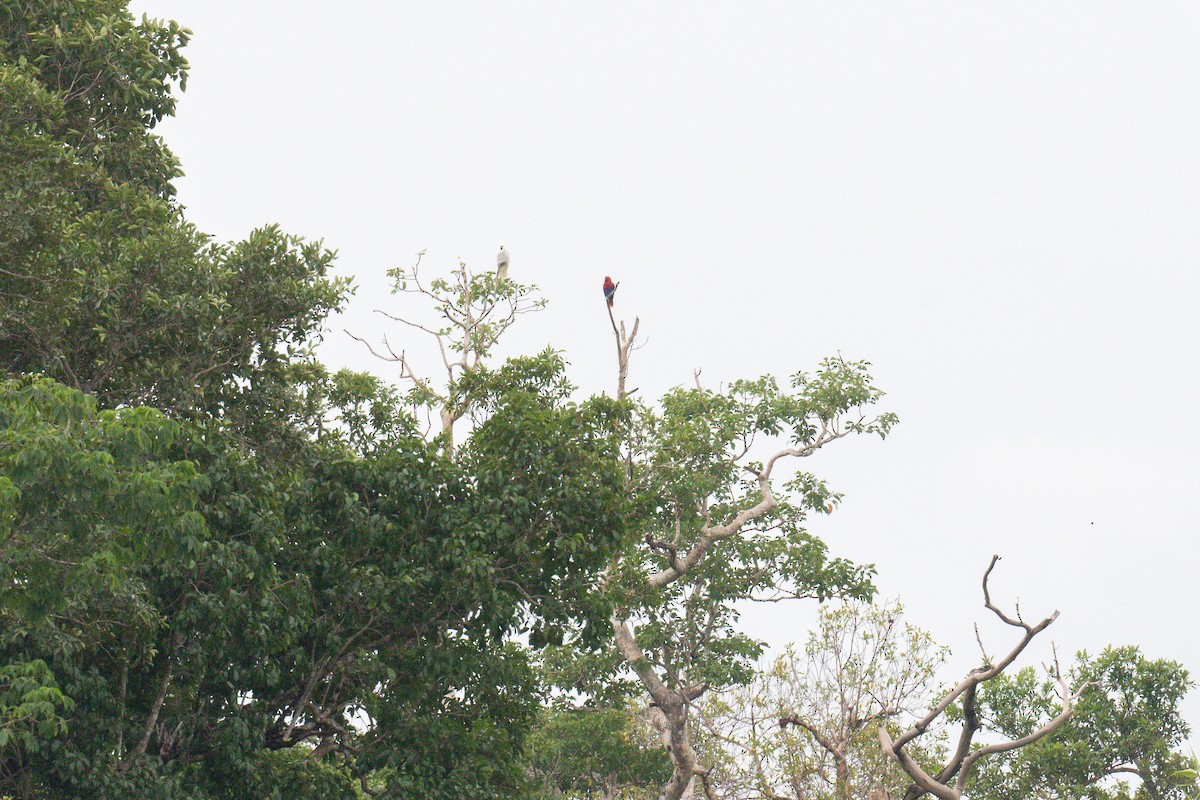 Papuan Eclectus - ML653124136