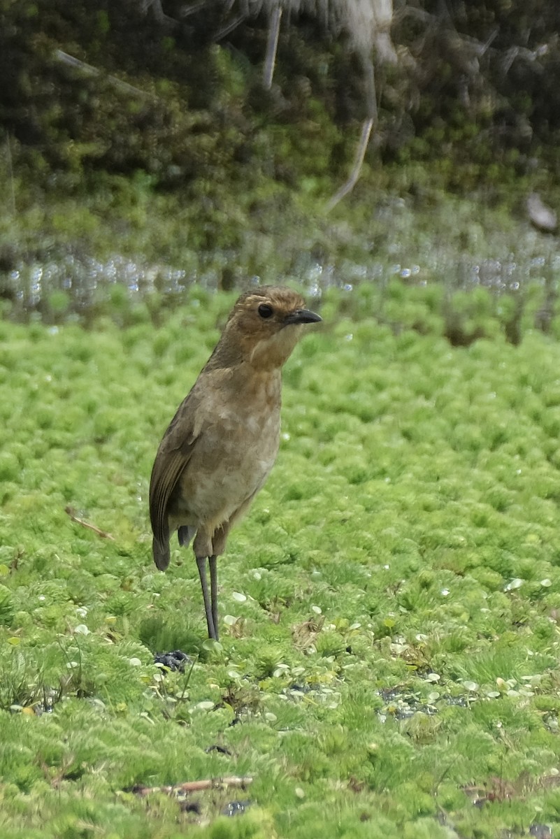 Boyaca Antpitta - ML653124470