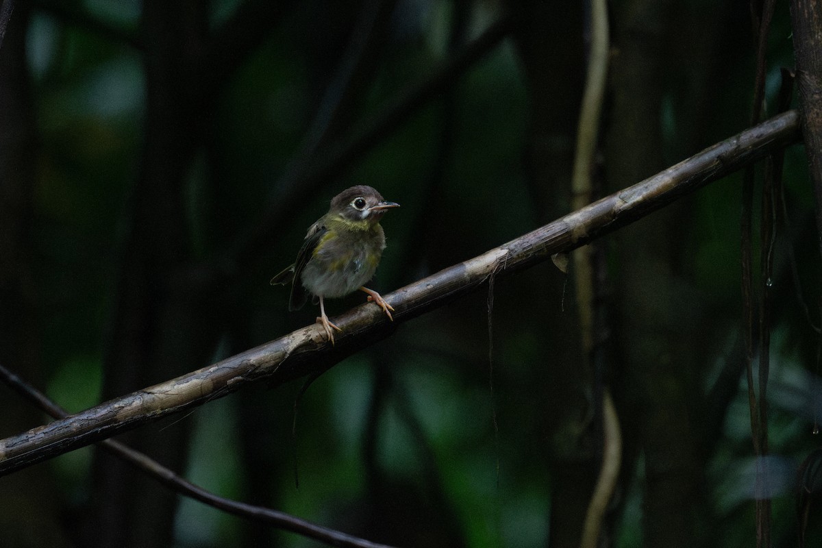 White-faced Robin - ML653124562