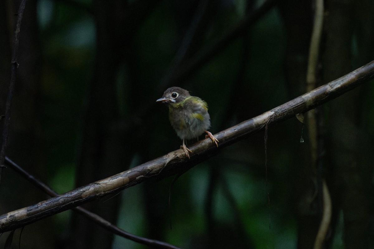 White-faced Robin - ML653124564