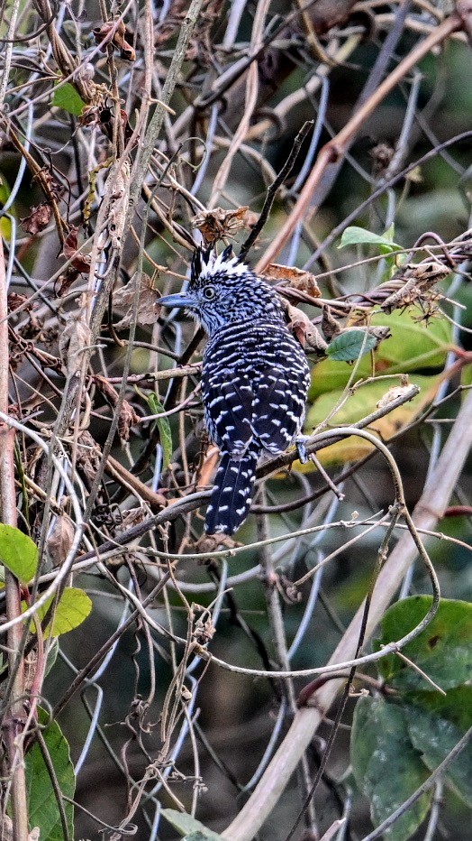 båndmaurvarsler (doliatus gr.) - ML653124873