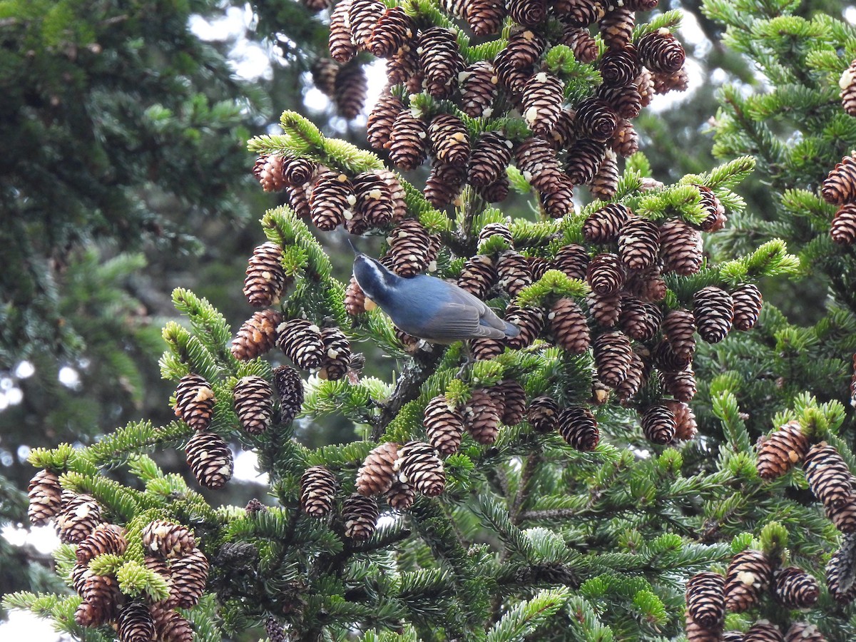 Red-breasted Nuthatch - ML653126488