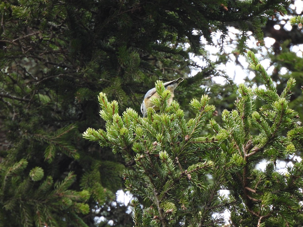 Red-breasted Nuthatch - ML653126489