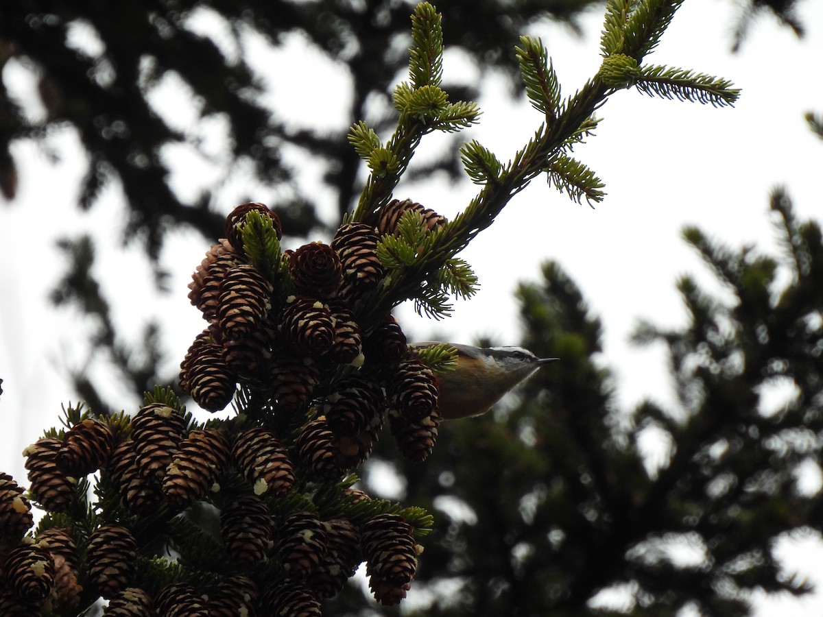 Red-breasted Nuthatch - ML653126490