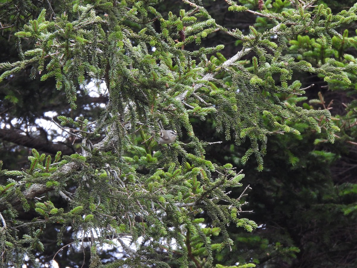 Golden-crowned Kinglet - ML653126505