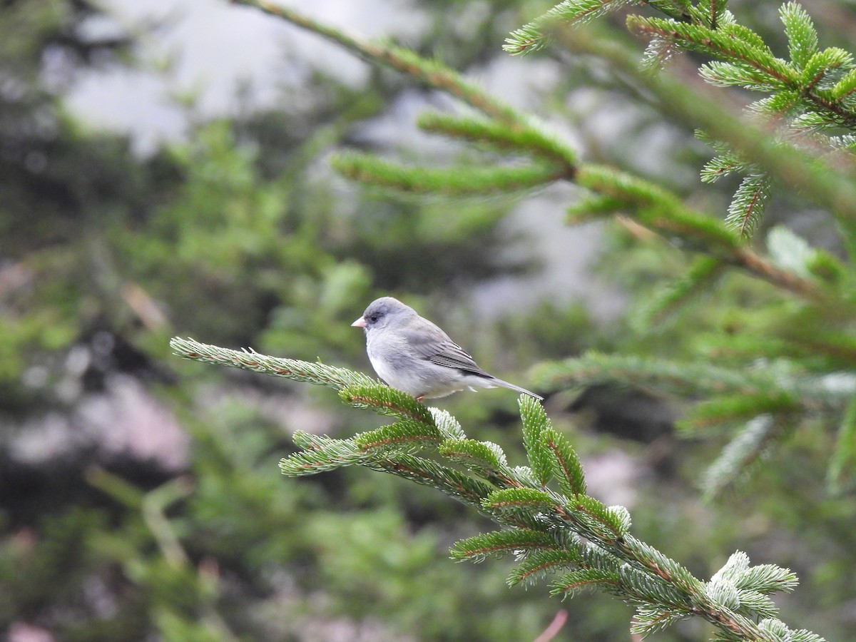 Dark-eyed Junco - ML653126510