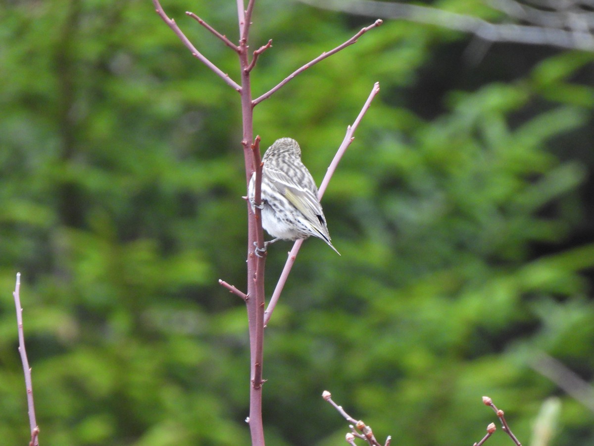 Pine Siskin - ML653126543