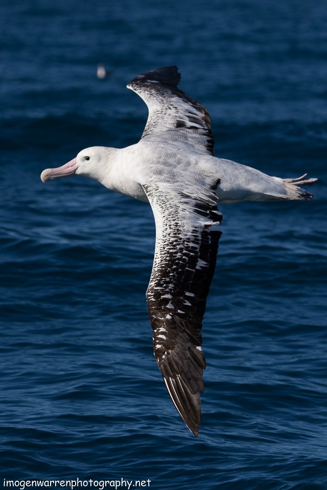Albatros de las Antípodas (gibsoni) - ML65312851