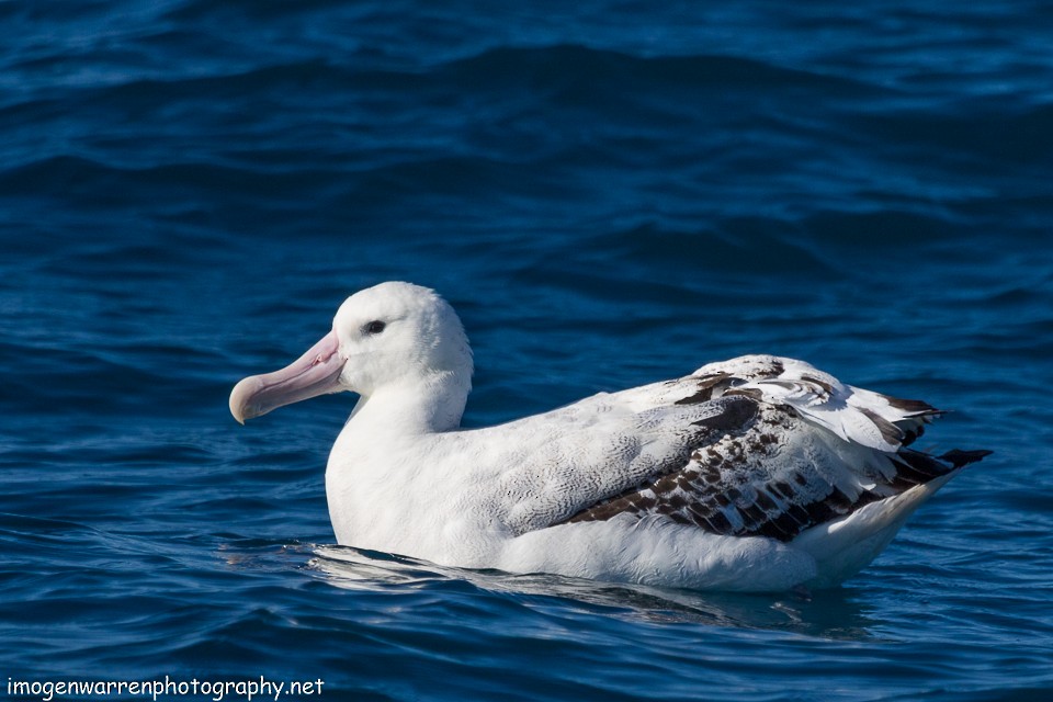 Albatros de las Antípodas (gibsoni) - ML65312861