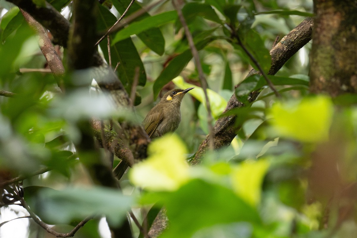 Yellow-spotted Honeyeater - ML653129445