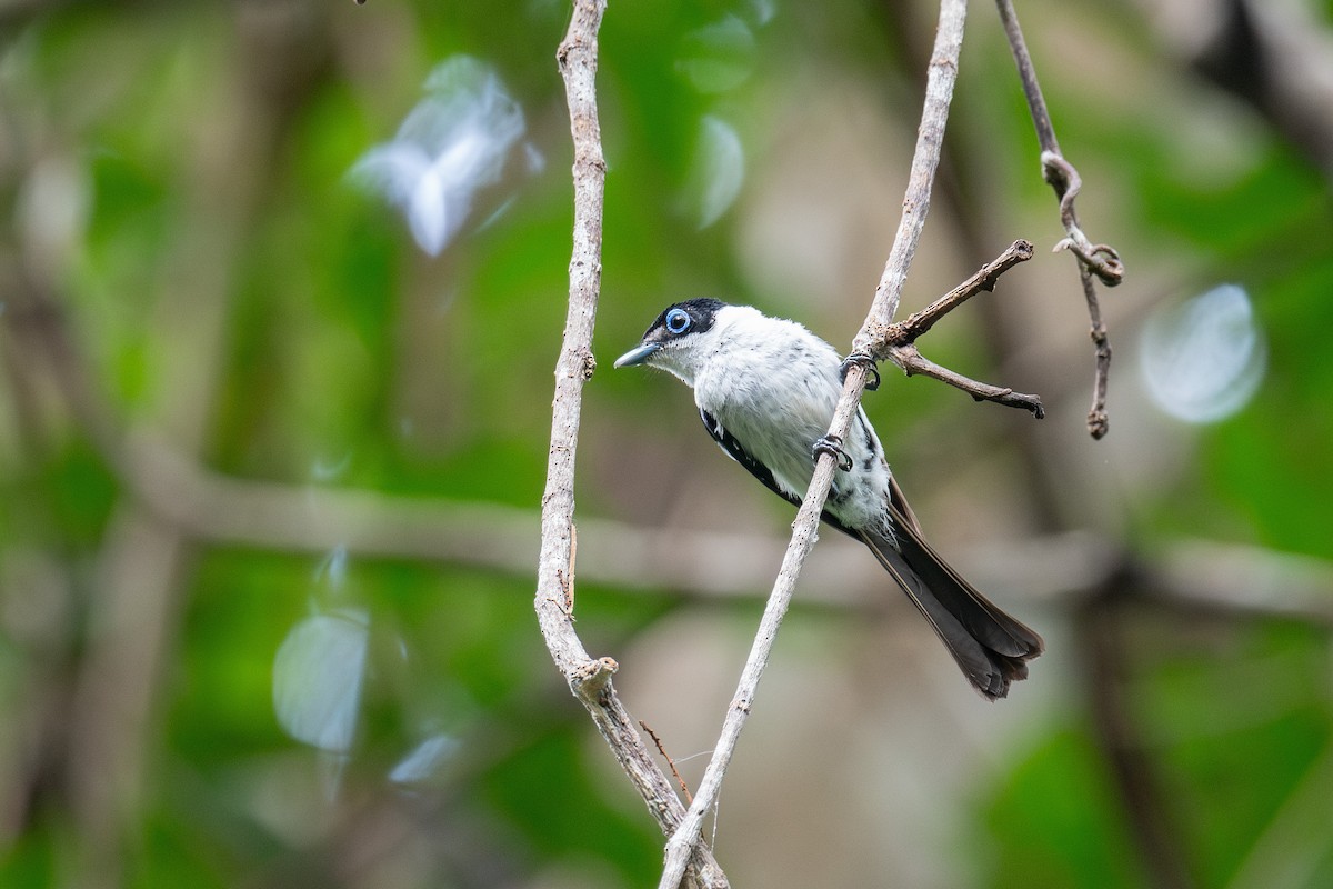 Frill-necked Monarch - ML653129457