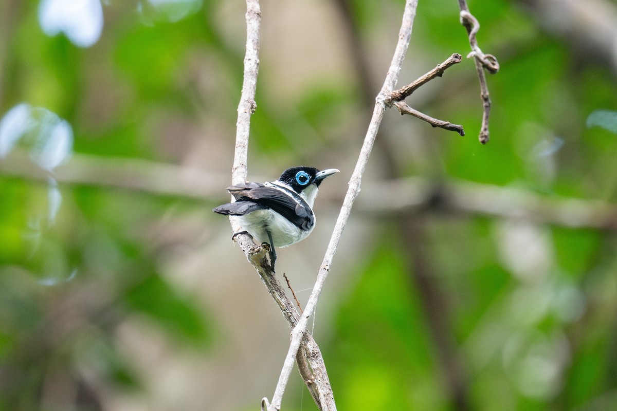 Frill-necked Monarch - ML653129458