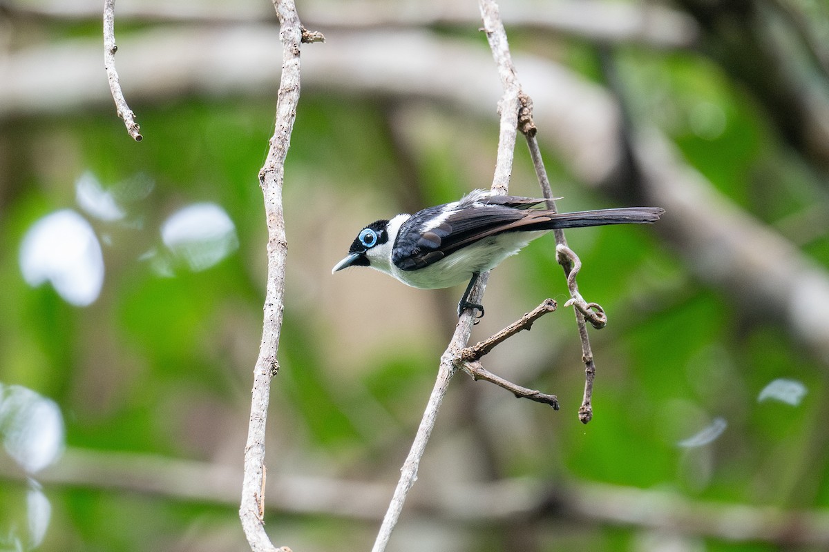 Frill-necked Monarch - ML653129459
