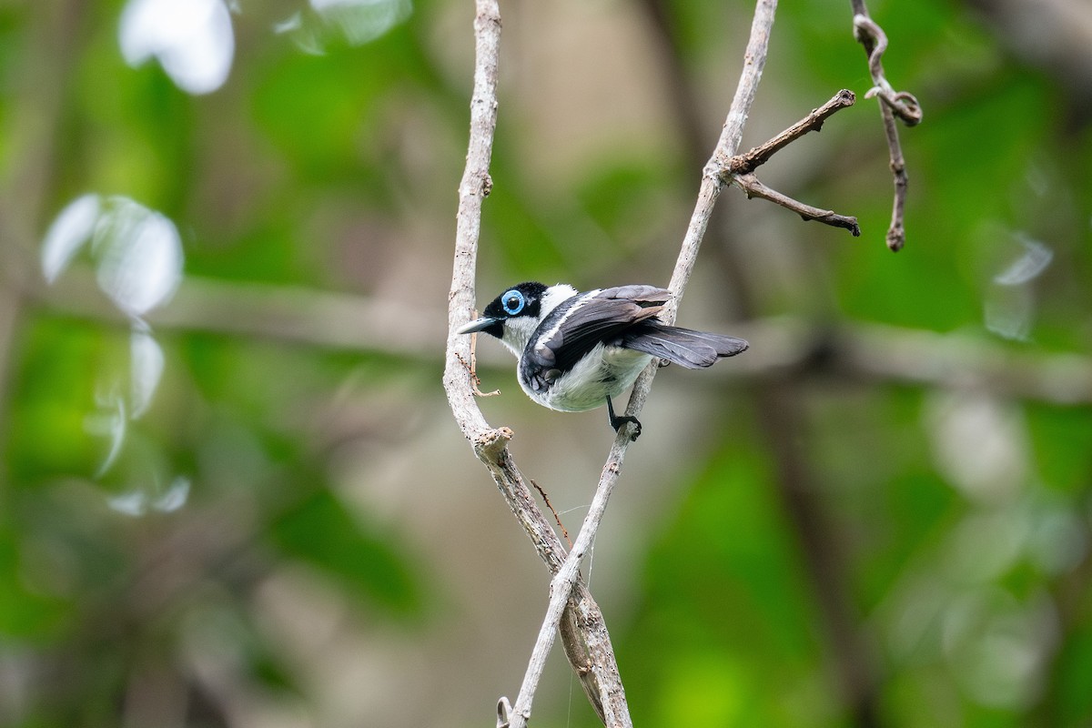 Frill-necked Monarch - ML653129460