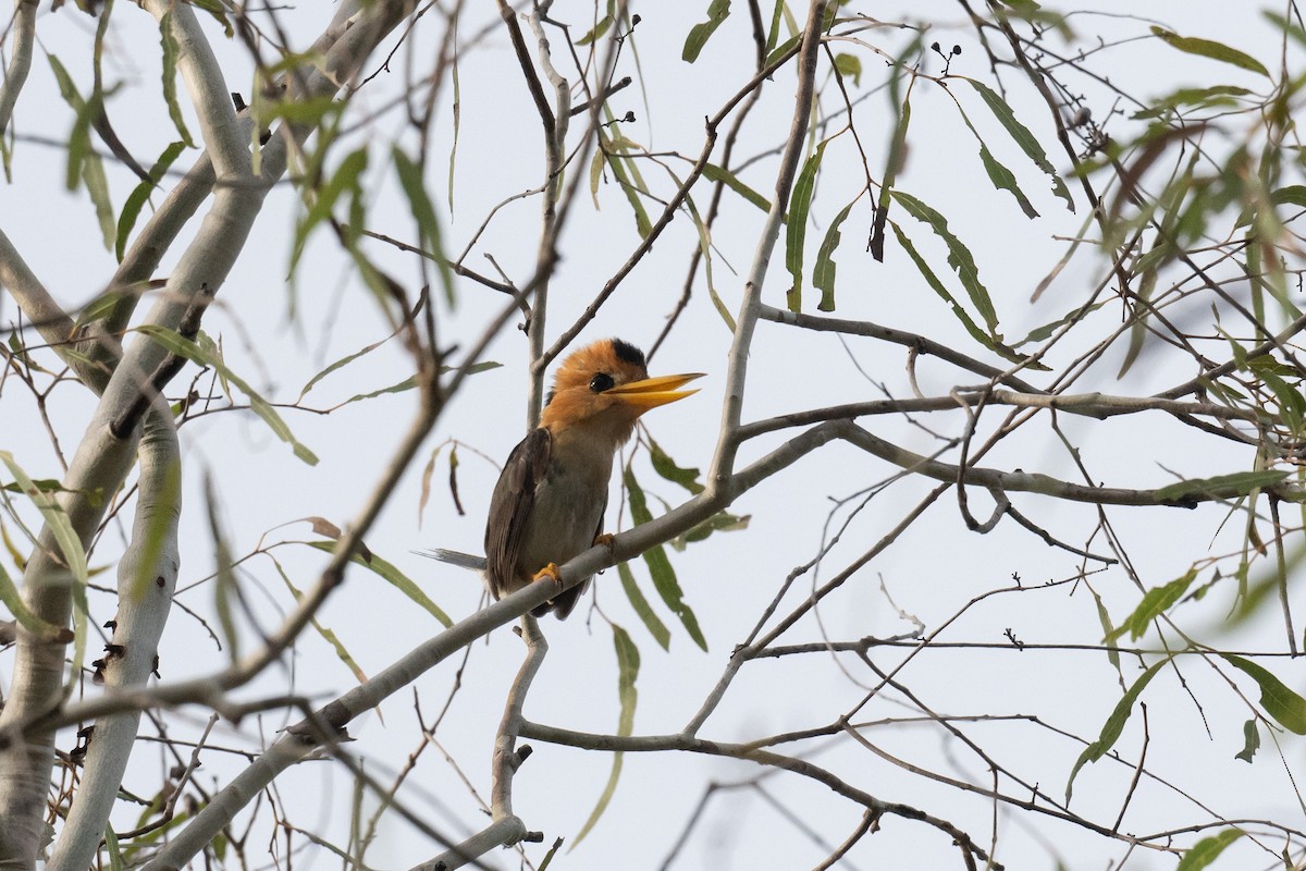 Yellow-billed Kingfisher - ML653129926