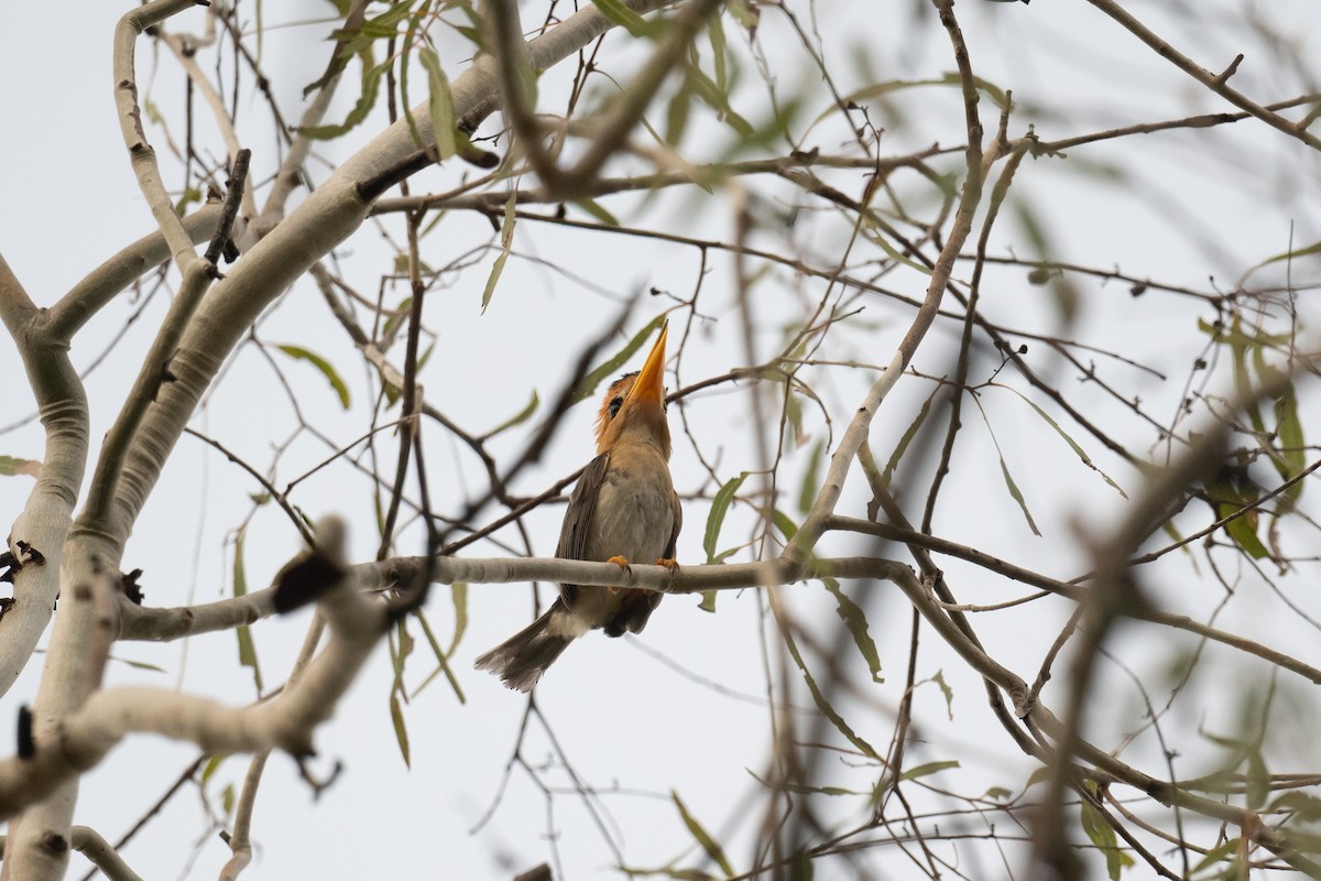 Yellow-billed Kingfisher - ML653129927