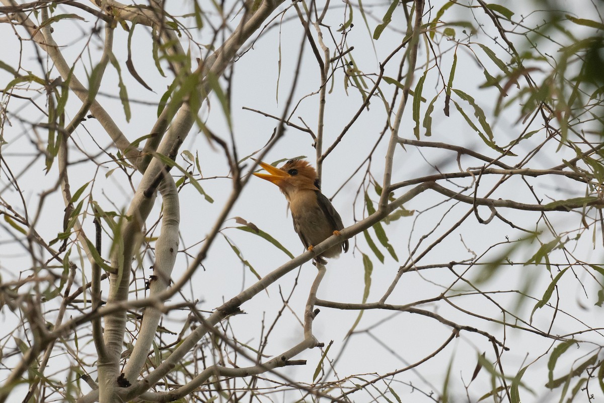 Yellow-billed Kingfisher - ML653129928