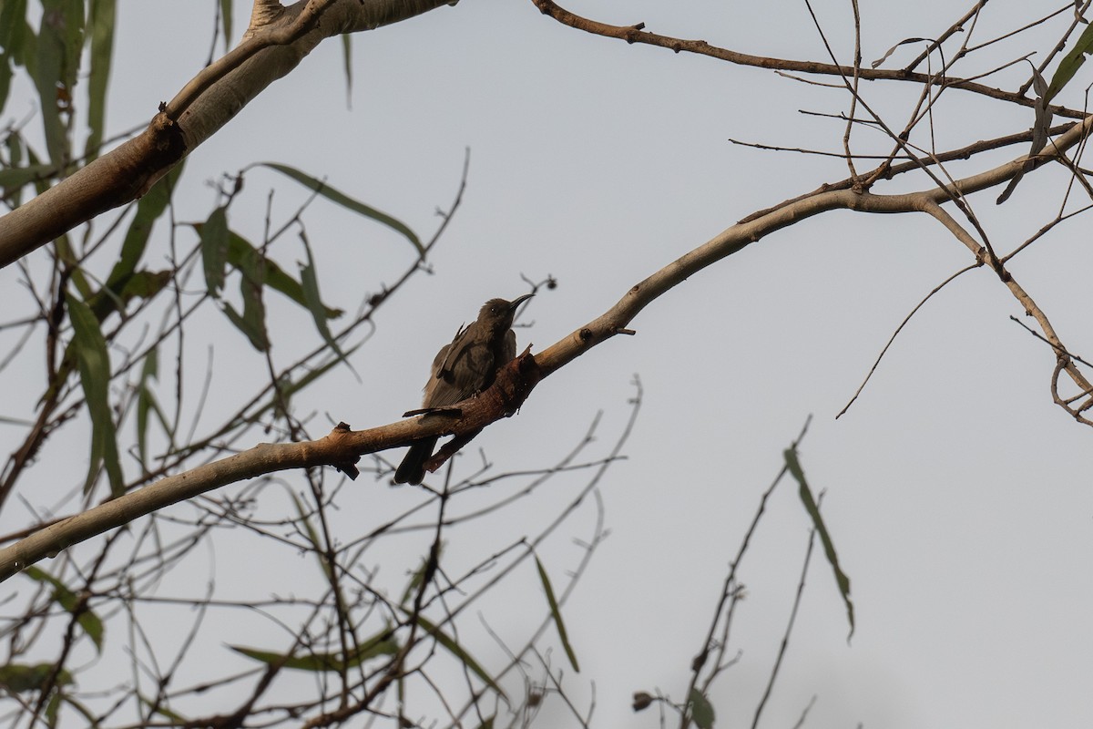 Dusky Myzomela - ML653129931