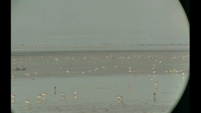 Tibetan Sand-Plover - ML653130814