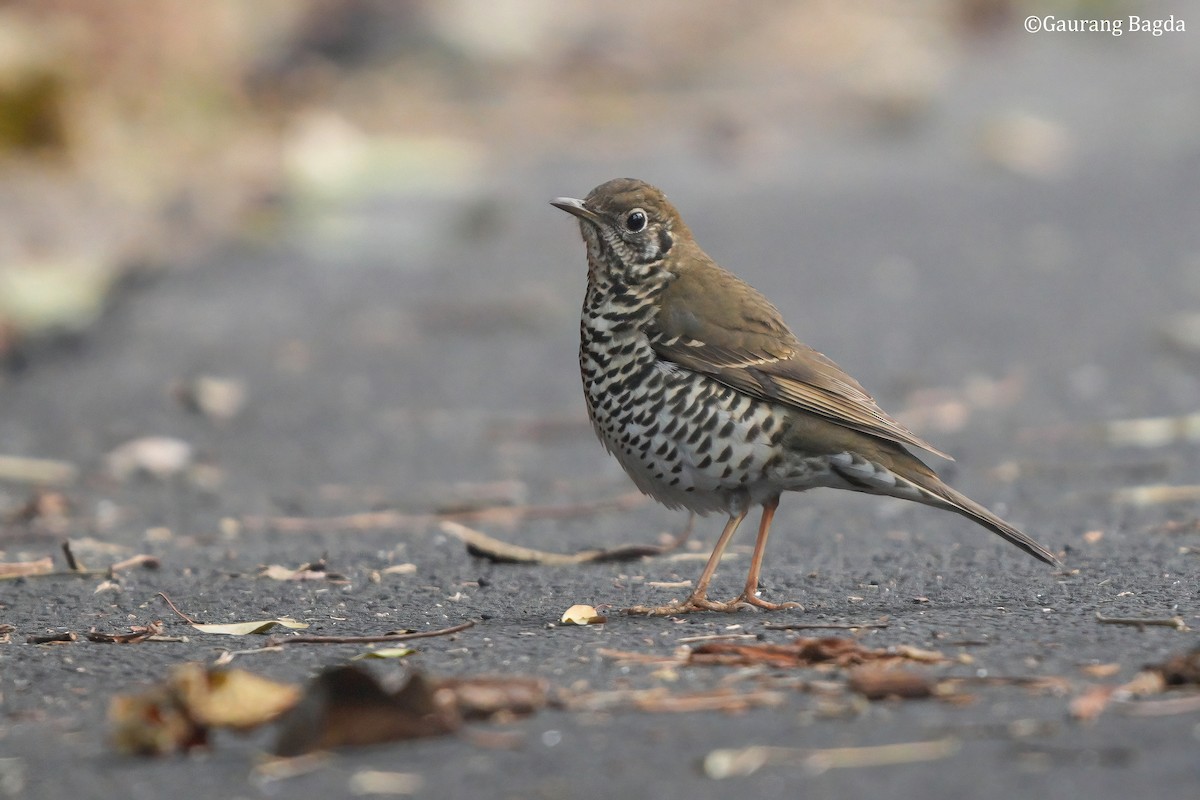 Long-tailed Thrush - ML653133487