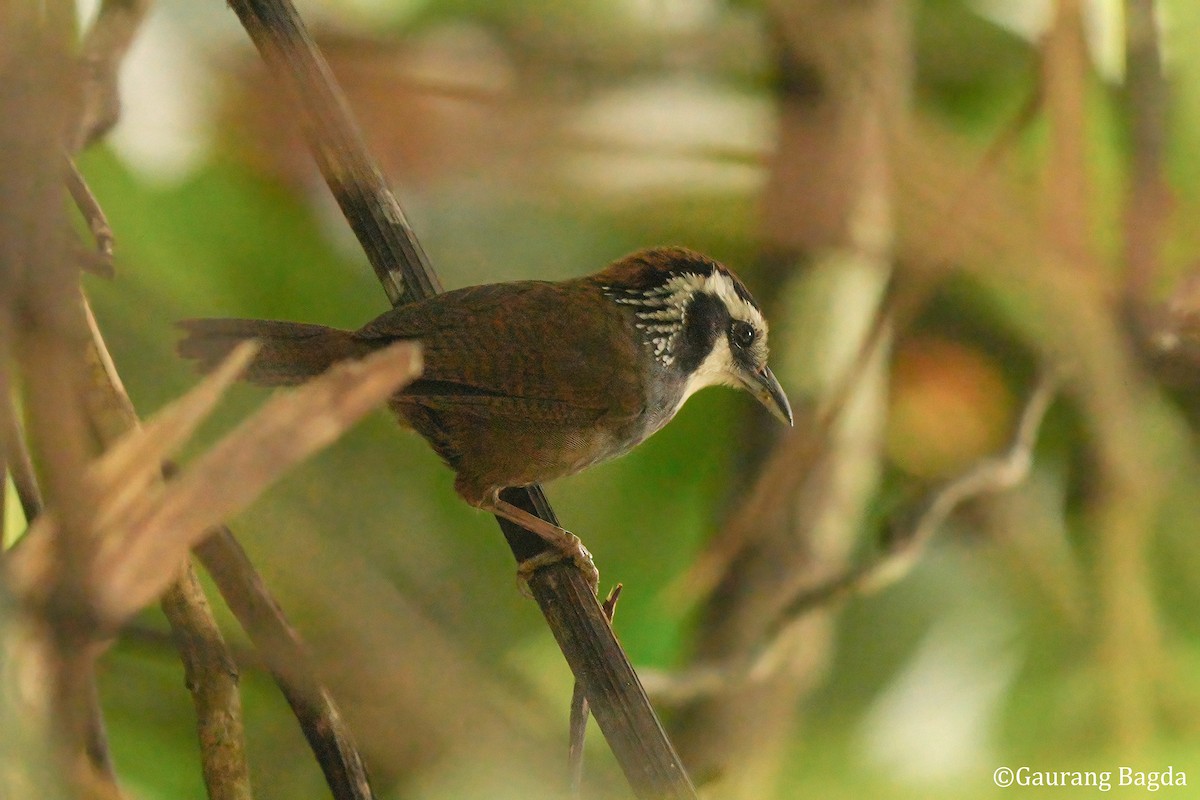 Snowy-throated Babbler - ML653133523