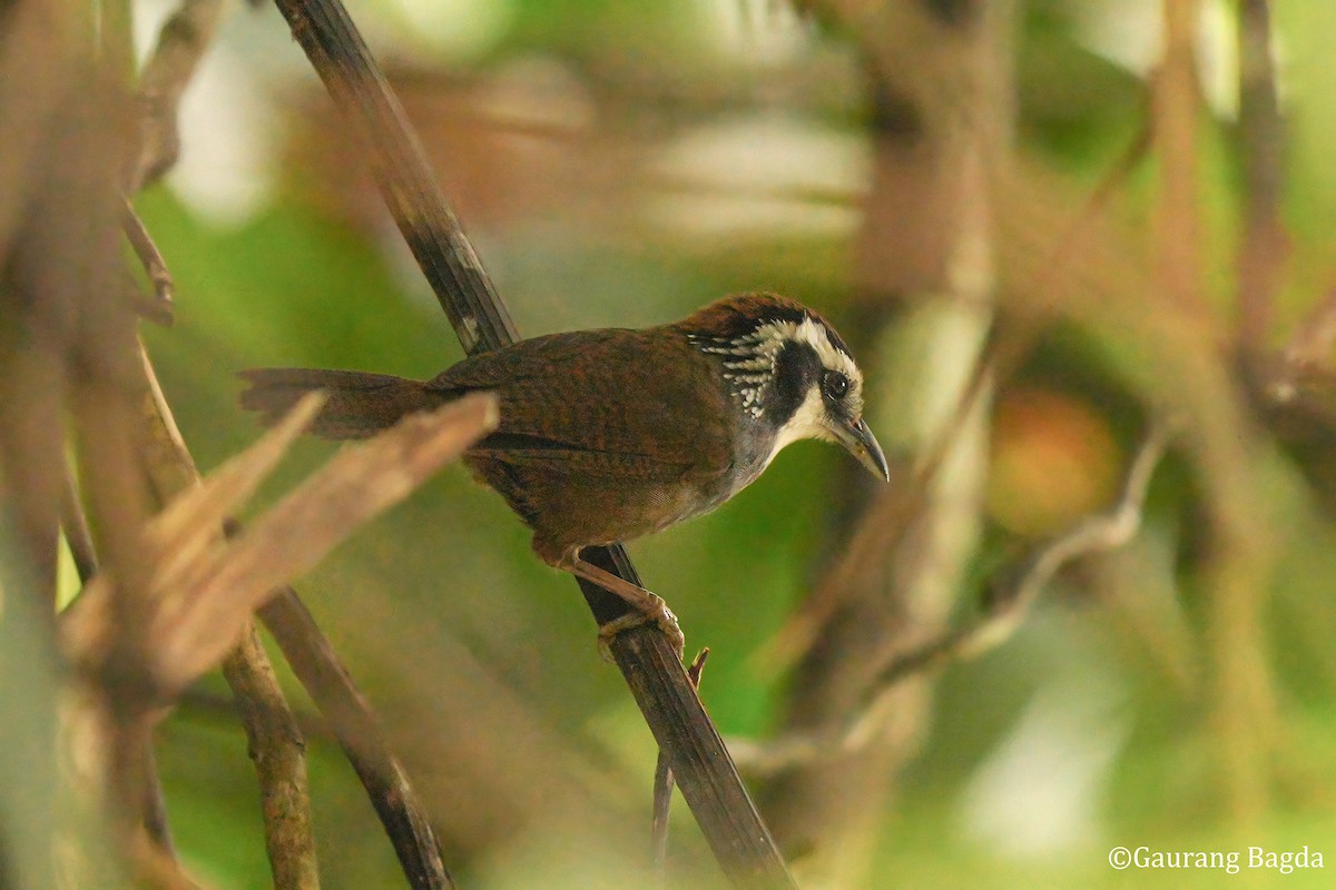Snowy-throated Babbler - ML653133524