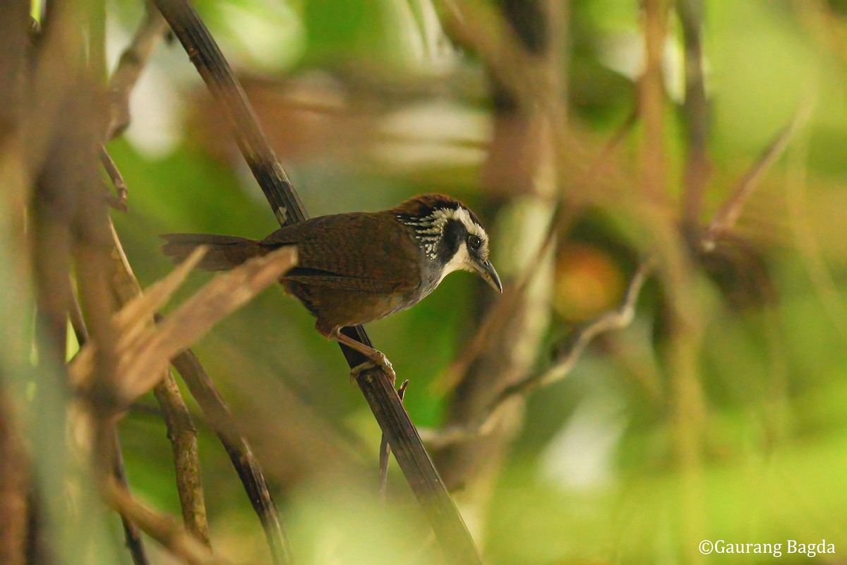 Snowy-throated Babbler - ML653133525