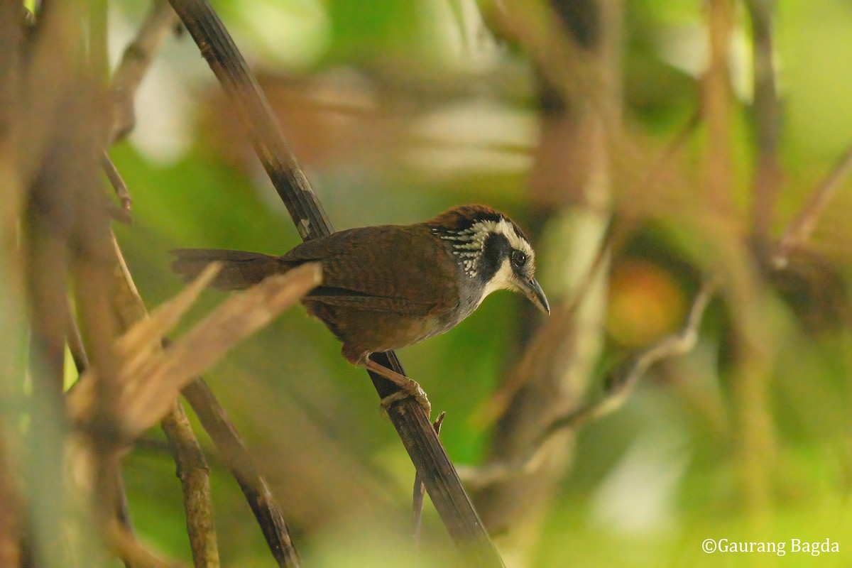 Snowy-throated Babbler - ML653133526