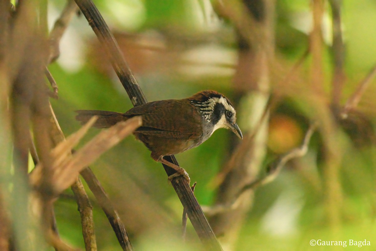 Snowy-throated Babbler - ML653133527