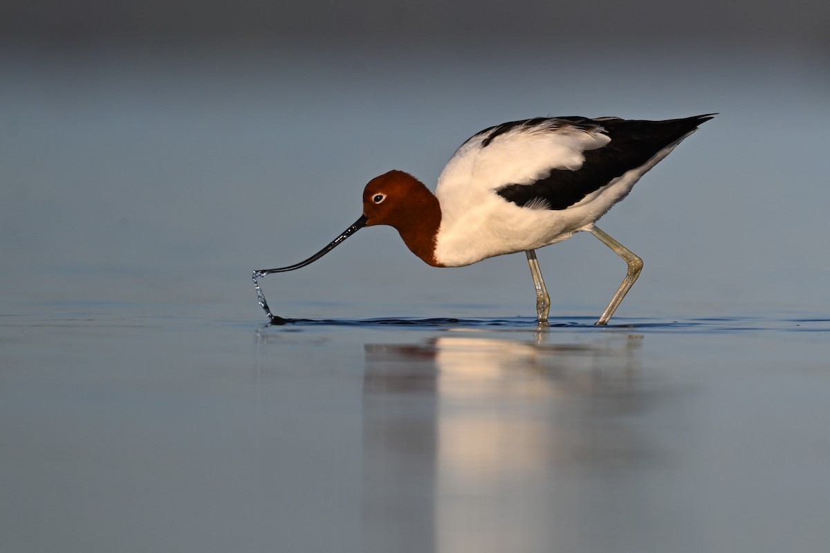 Avoceta Australiana - ML653135326