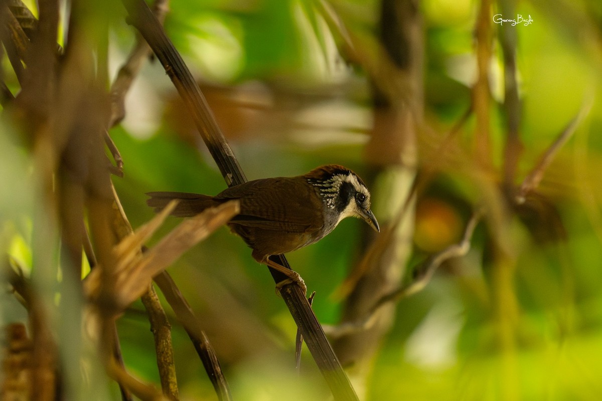 Snowy-throated Babbler - ML653135812