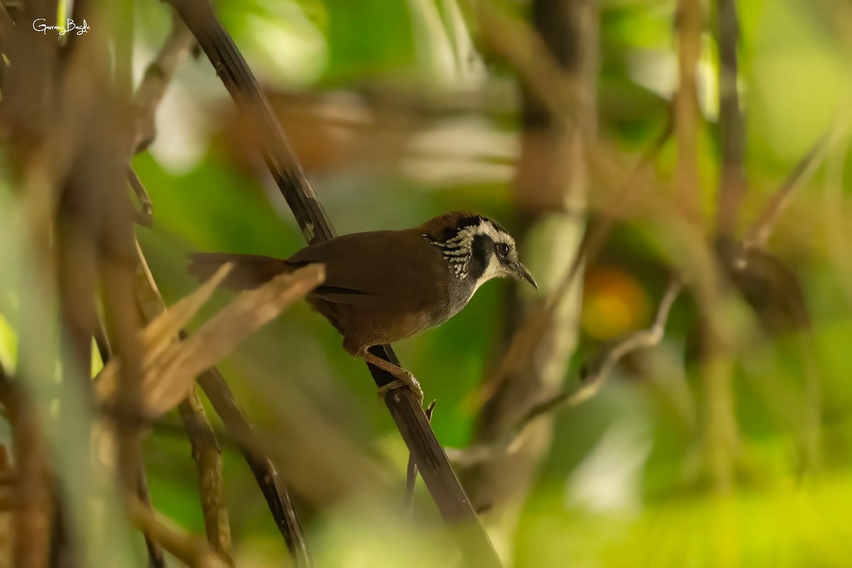 Snowy-throated Babbler - ML653136297