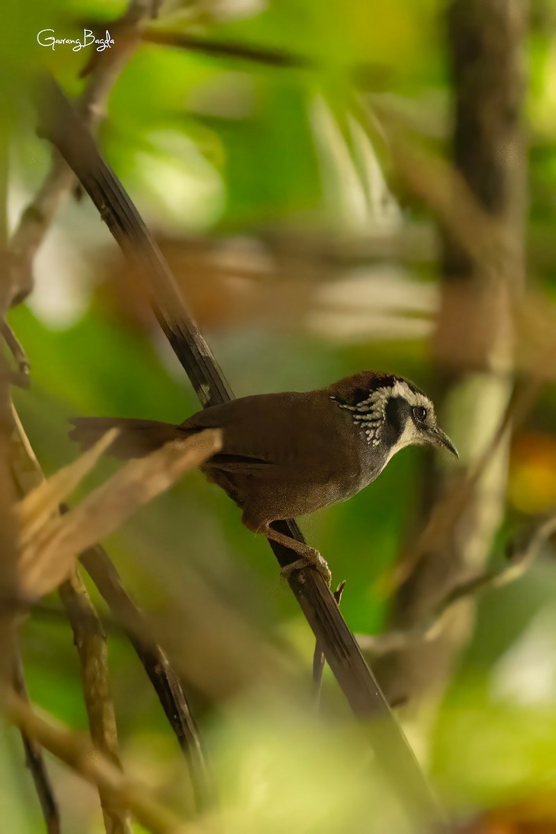 Snowy-throated Babbler - ML653136298