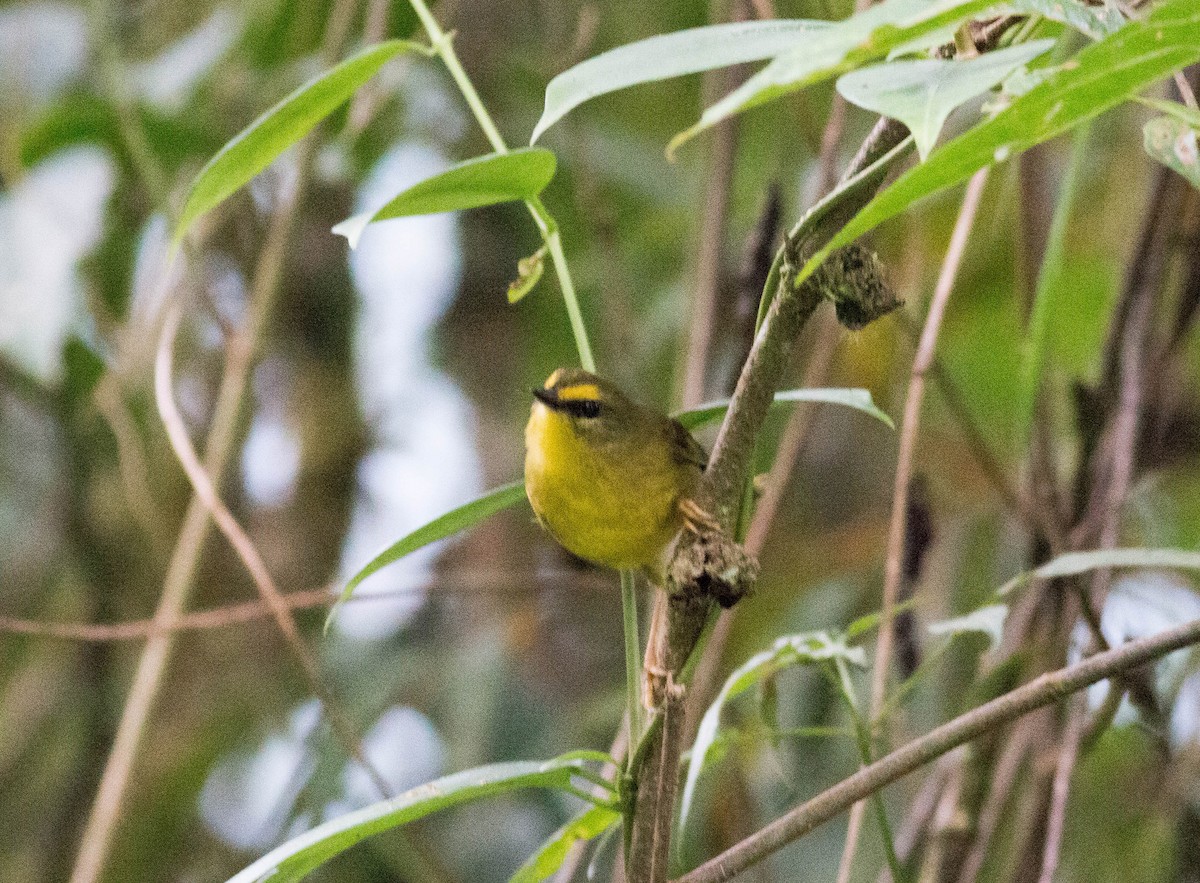 Pale-legged Warbler - ML65313761