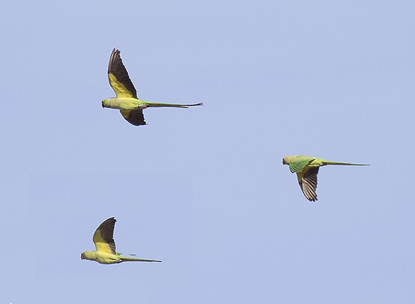 Rose-ringed Parakeet - ML65313921