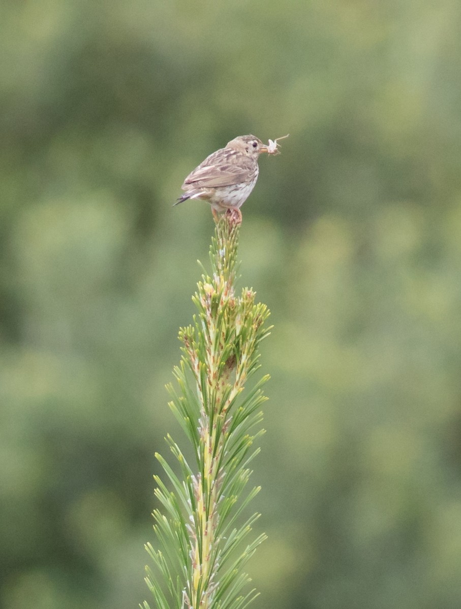 Tree Pipit - Oliver Burton