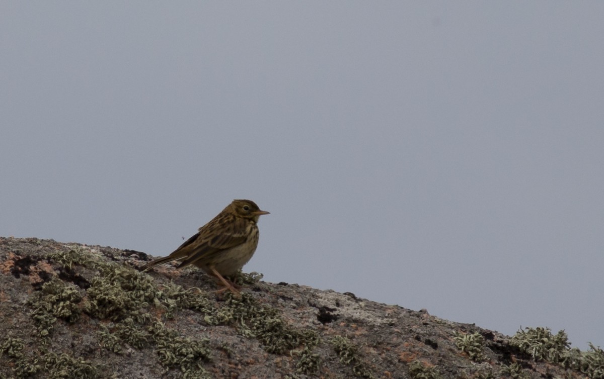 Tree Pipit - ML65314351