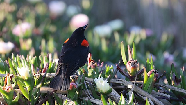 Red-winged Blackbird - ML653144544