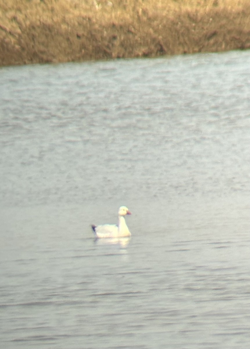 ML653149407 - Ross's Goose - Macaulay Library