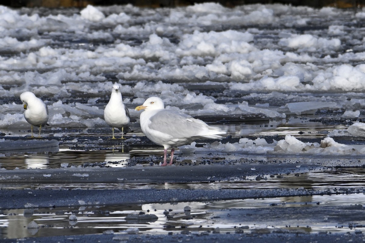 Бургомистр - ML653159344