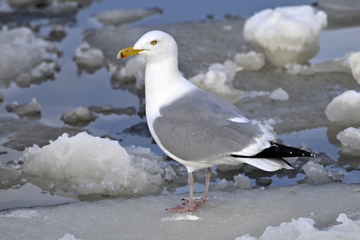 Американская чайка - ML653159351