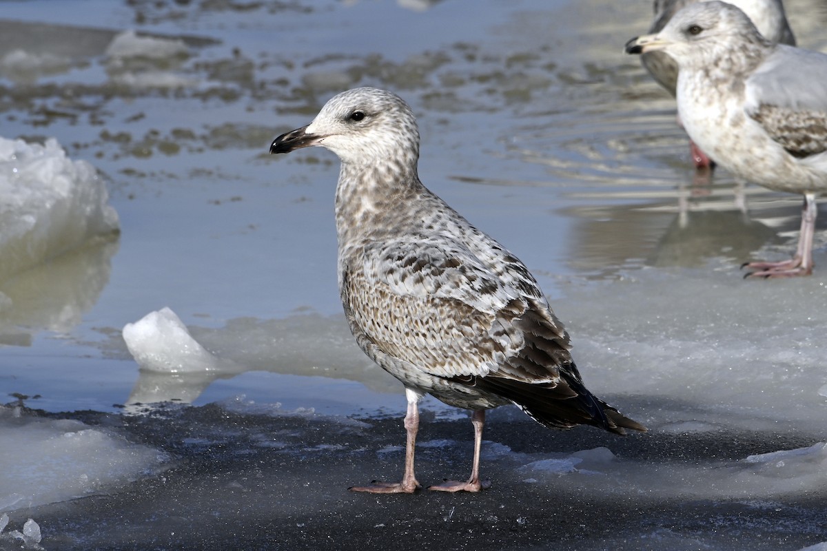 Американская чайка - ML653159353
