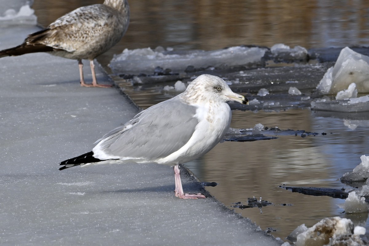 Американская чайка - ML653159356